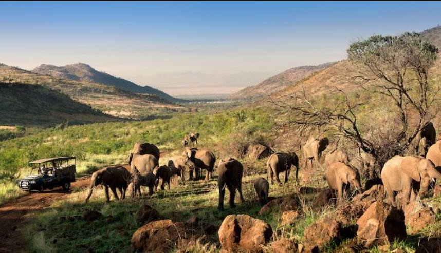 Pilanesberg National Park, North West Province, South Africa